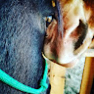 Meet your Posher, Riding with